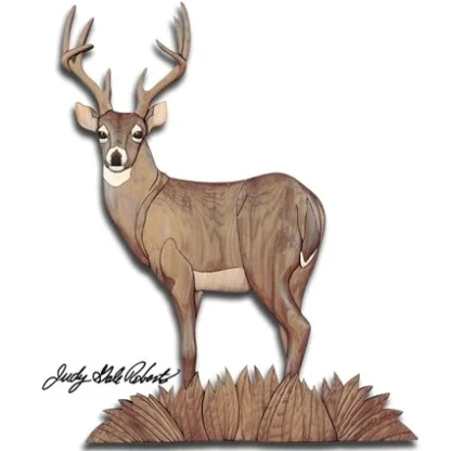 Hvidhalet hjort - White tail